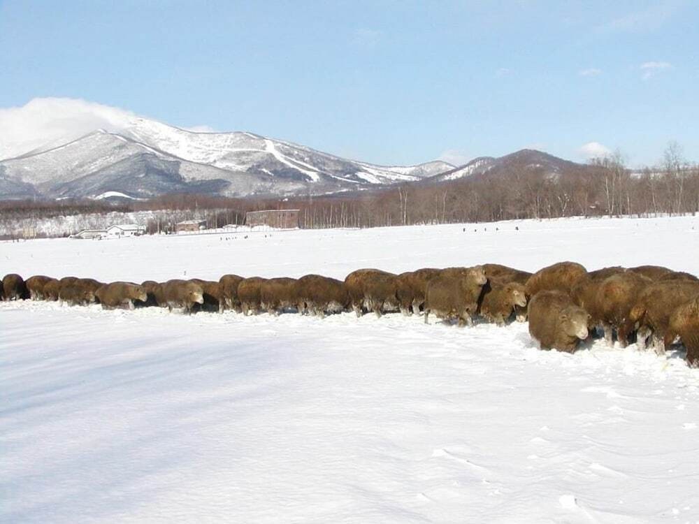 スノー スポーツとスキー