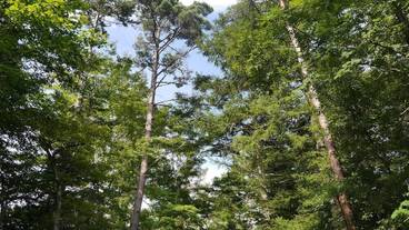 ガーデン ビュー / 19