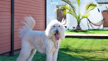 ペット同伴可 / 2