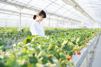 woman picking strawberries