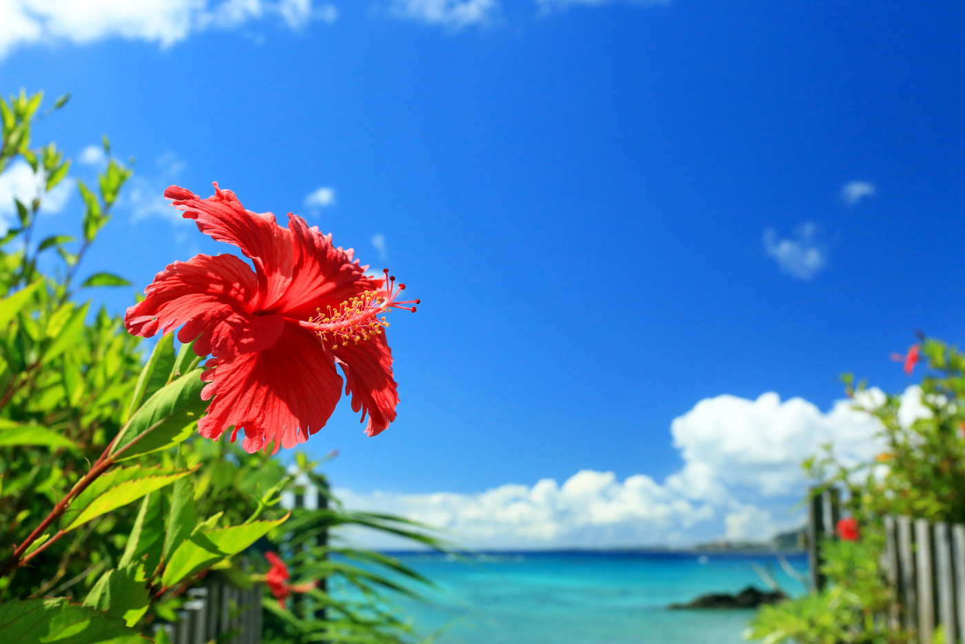 沖縄　青い海と青い空と赤いハイビスカス【2017年８月撮影】
