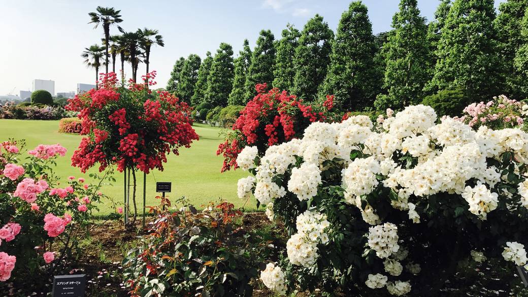 新宿御苑・バラ / 1