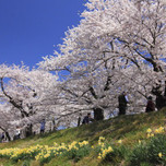 武家屋敷と桜のコラボレーション！角館へお花見に行こう！