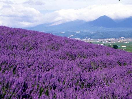 ペンション ラベンダー / 4