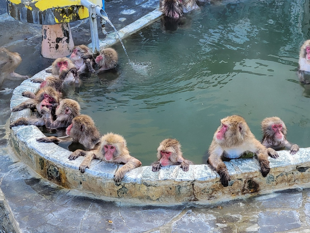函館市熱帯植物園のニホンザル