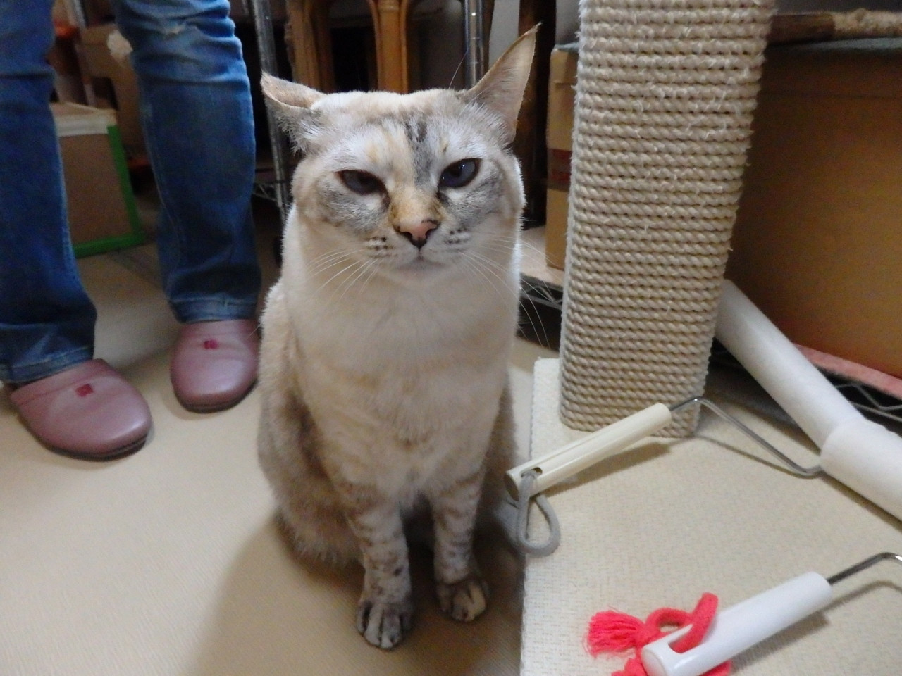 猫の数、約70匹!猫にまみれて幸せを感じる4260568