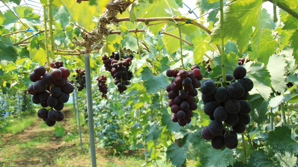 神戸フルーツ・フラワーパーク④ / 5