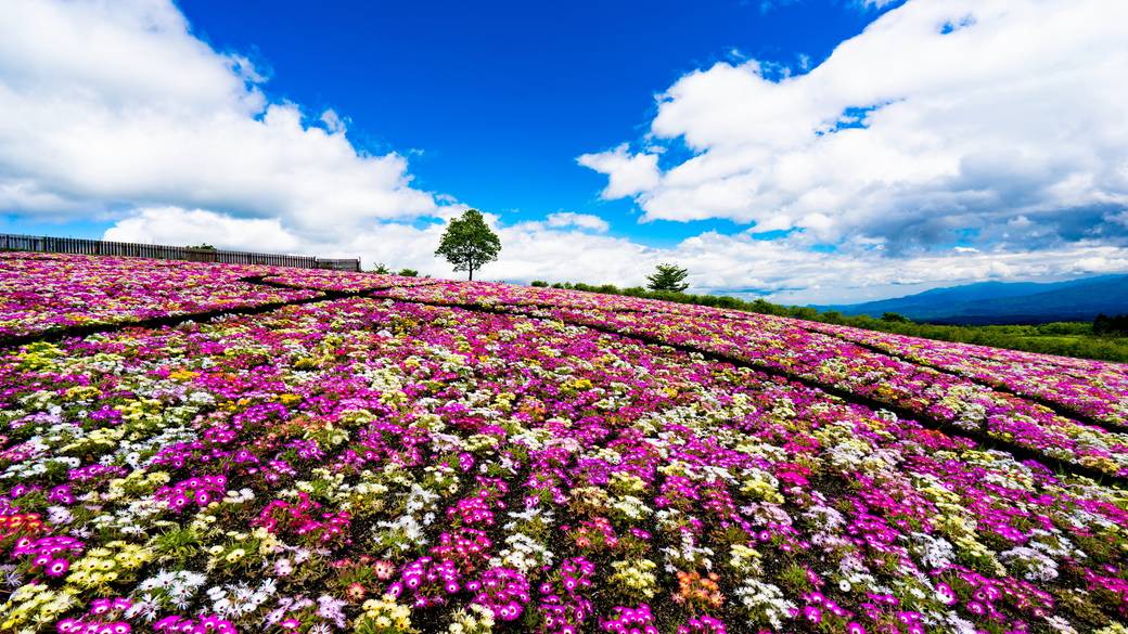 くじゅう花公園(2) / 3