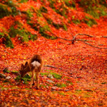 【宮島】紅葉シーズンに泊まりたい、おすすめホテル&旅館7選♡カップルの秋旅に！／広島
