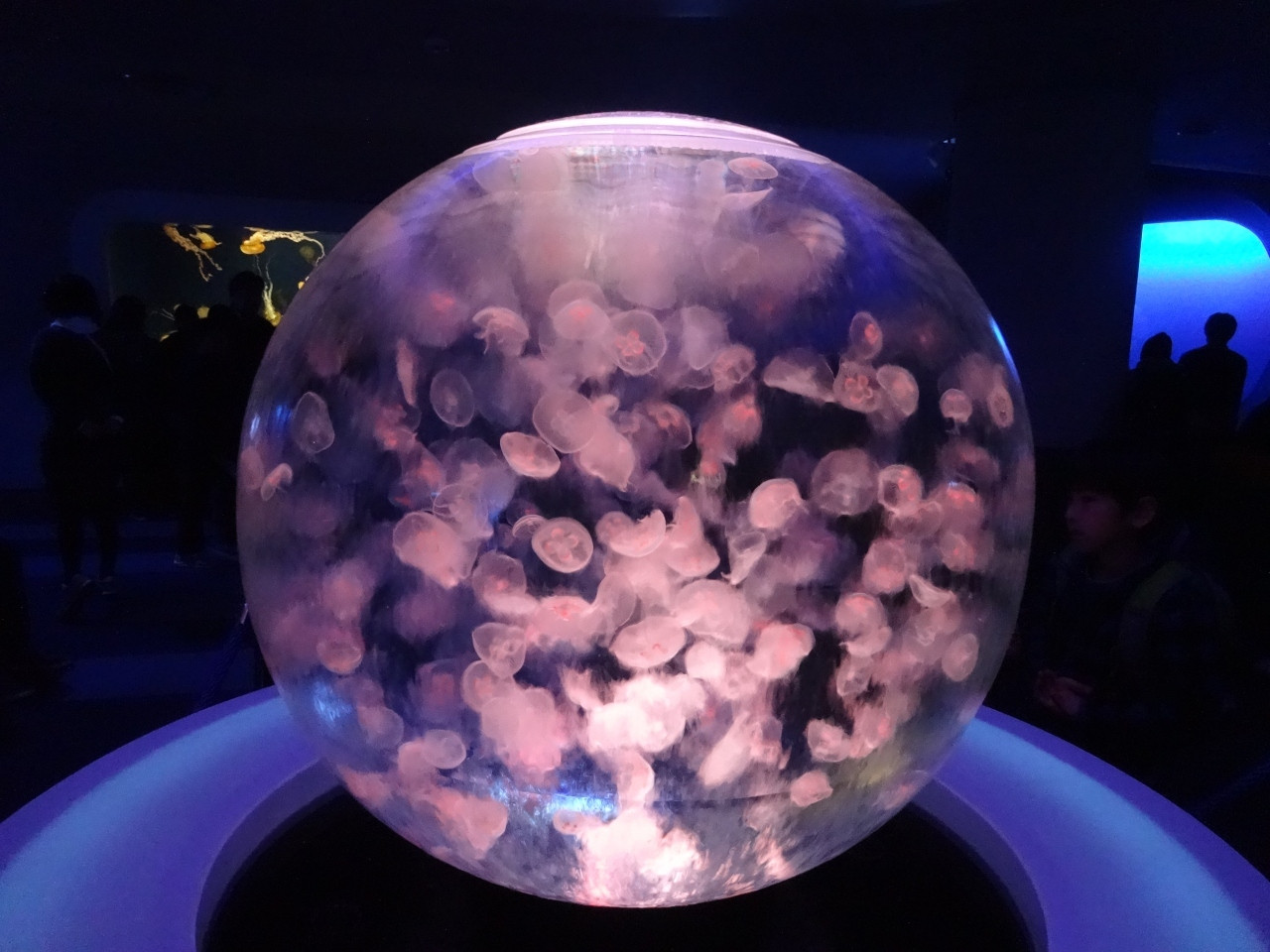 新江ノ島水族館19644