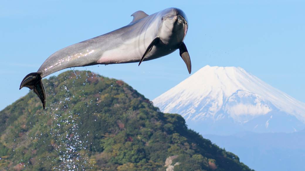 海の生き物に癒される
「みとしー」 / 1