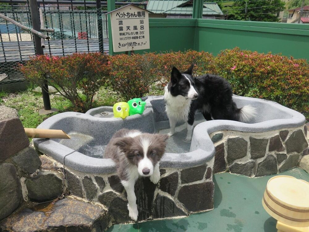 愛犬・愛猫が喜ぶ同室♡ペット専用の露天風呂も魅力的3933672