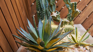 デラックス スタジオ ベッド (複数台) 禁煙 テラス