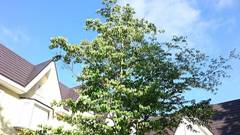 レイクサイドイン ベイクド・ポテト