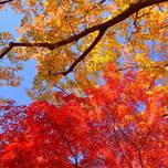 秋晴れの空を堪能！紅葉のきれいな散歩スポット5選in東京