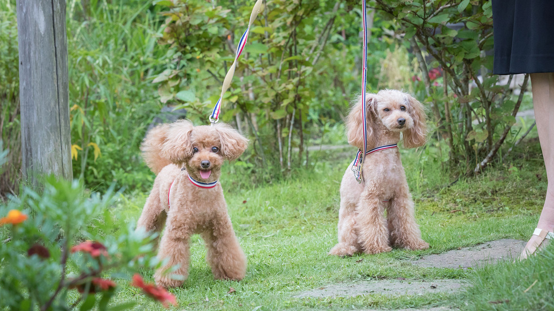 愛犬と宿泊可