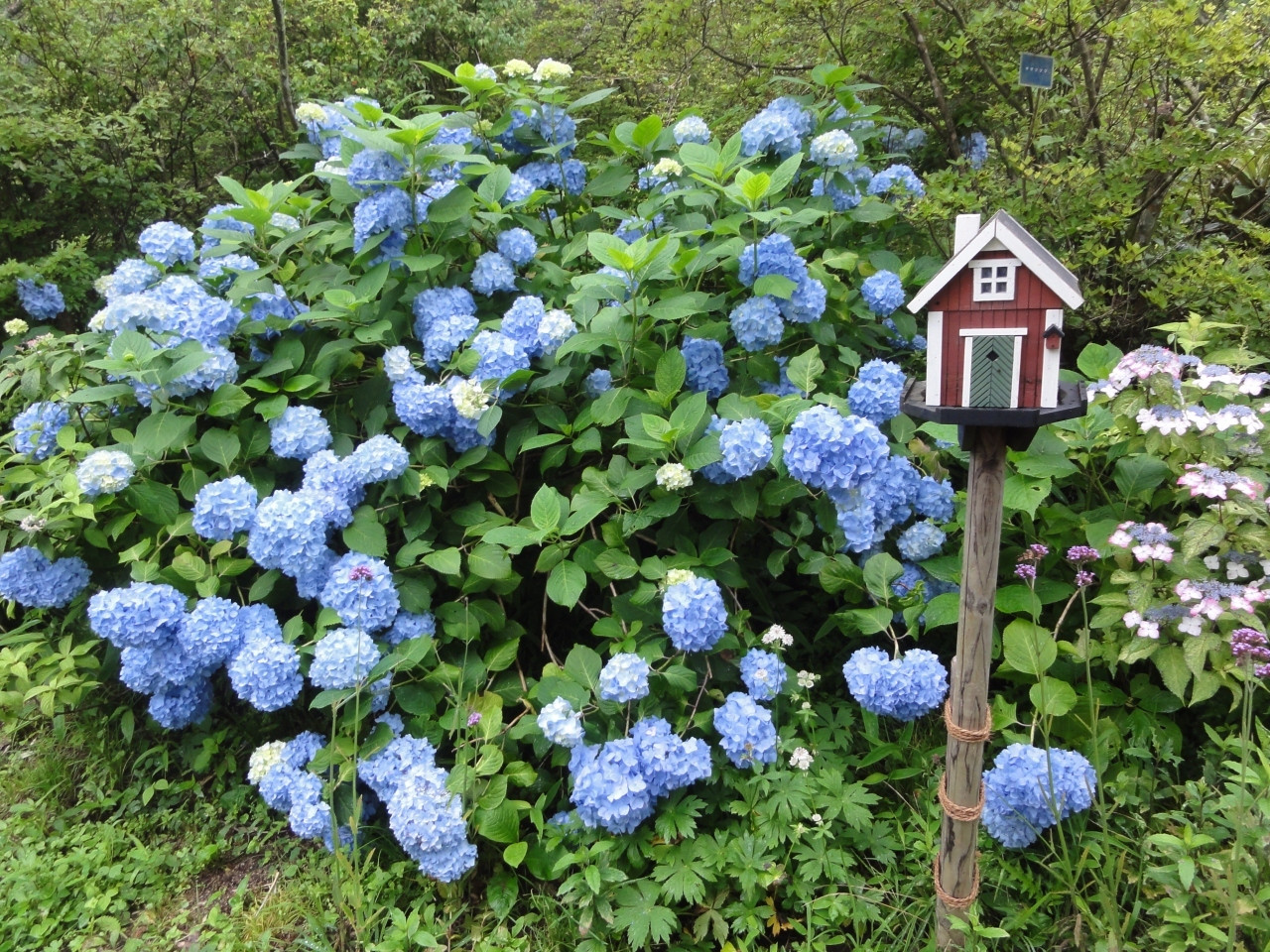 四季を彩る自然の草花に2人で癒されましょ3732028