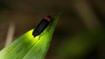 レストラン / 11