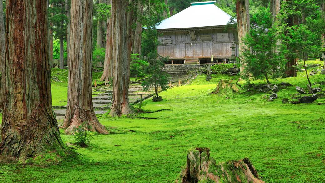 苔が美しい平泉寺白山神社 / 2