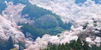 一度は見てみたい！世界遺産。奈良県・吉野山の千本桜