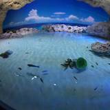 DMMかりゆし水族館（ディーエムエムカリユシスイゾクカン）