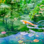 岐阜「モネの池」は夏こそ輝く！フォトジェニックな岐阜女子旅へ