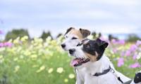 愛犬と一緒におでかけ!軽井沢のペットと泊まれるホテル9選♡