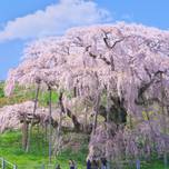 【全国】一本桜にパワーをもらう春の旅へ。孤高の存在感を放つ「一本桜」10選