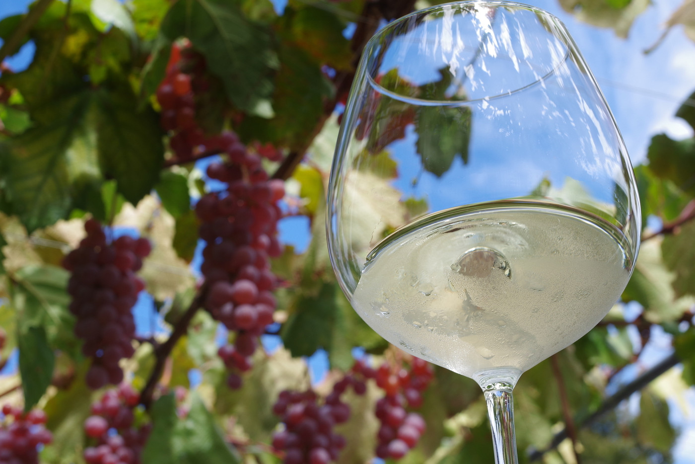 ブドウを見上げながら飲むワイン