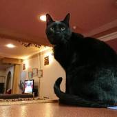 シルバー志賀(長野県 リゾートホテル) / 3