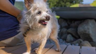 ペット同伴可 / 21