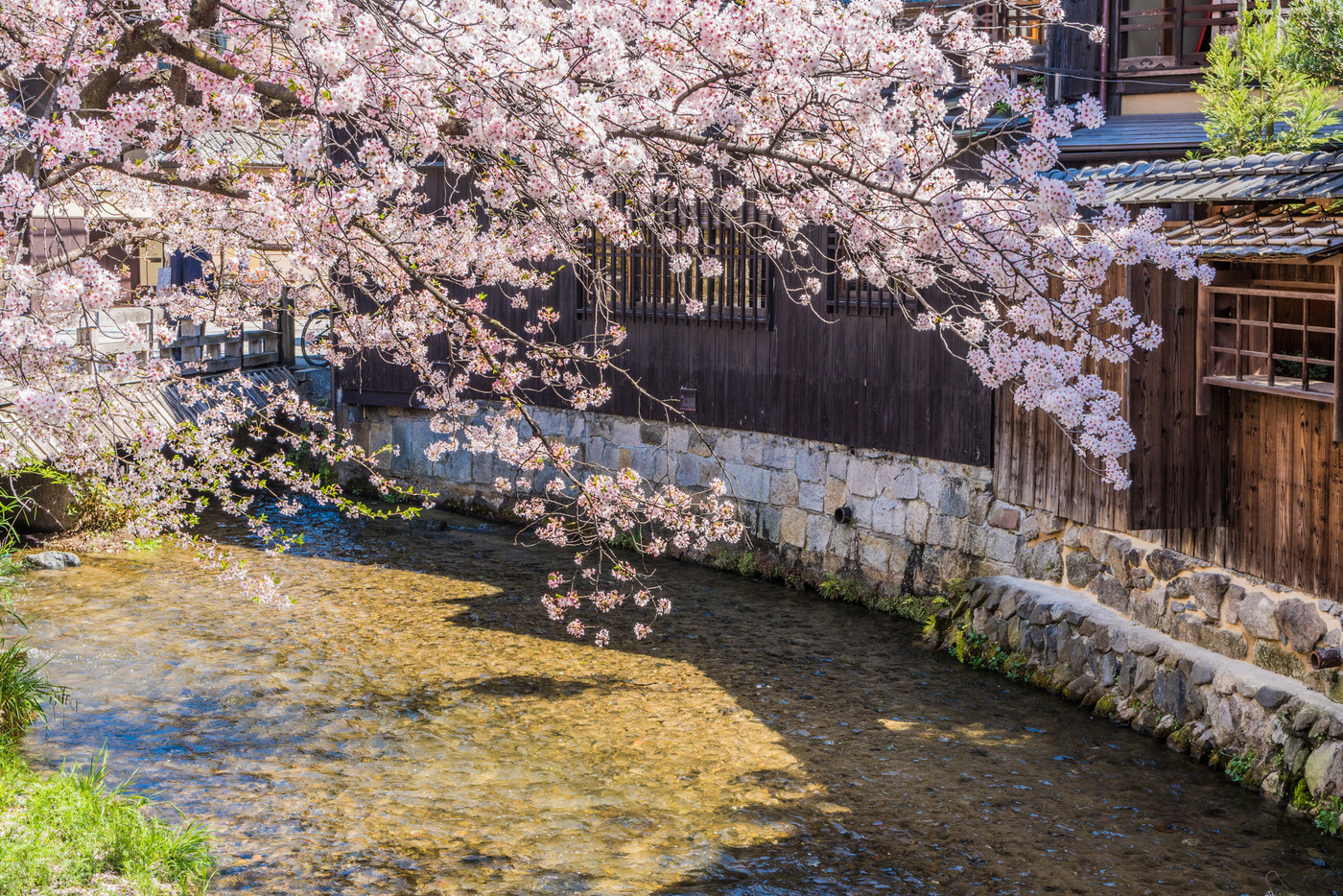 京都の春の風景　満開の桜　京都　日本