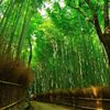 【2020年】ココを押さえればOK♪嵐山の王道観光スポット＆ポイントをご紹介！