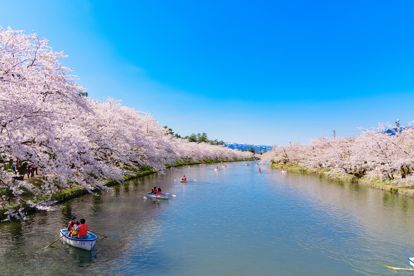 弘前城桜祭り