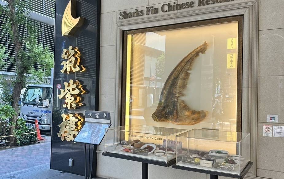 入口に飾られたフカヒレ / 5