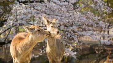 ランド ビュー / 28