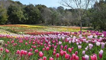 ランド ビュー / 28