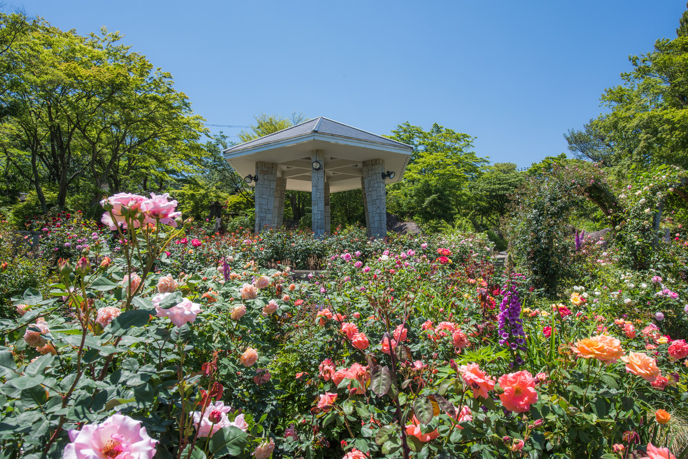 強羅公園 ローズガーデン