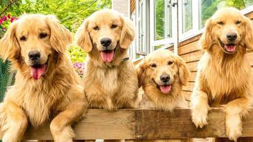 テラス / パティオ / 29