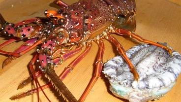 食事・飲み物 / 1