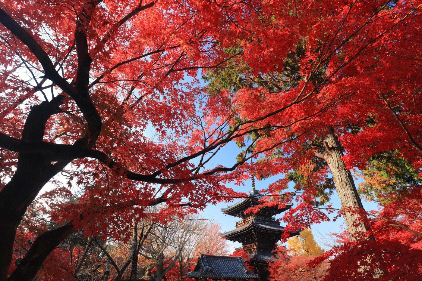 心まで鮮やかに色めく、真っ赤な紅葉の絨毯1947810