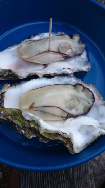 牡蠣やソーセージ、パンも！どれを食べるか迷っちゃう1940657