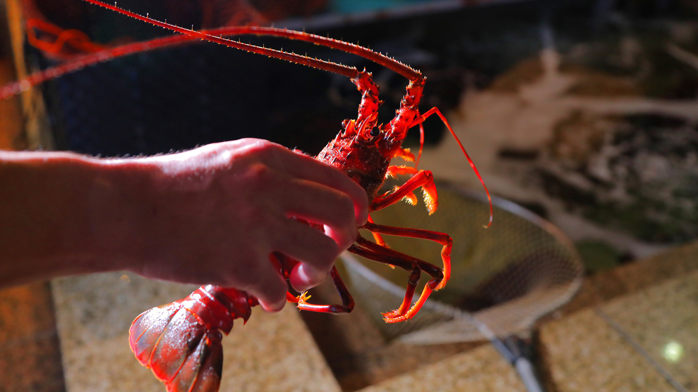 ■ Spiny lobster ■