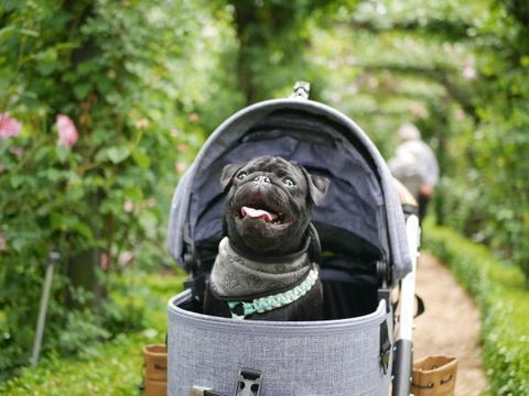 pugnsk3さんの写真 / 1