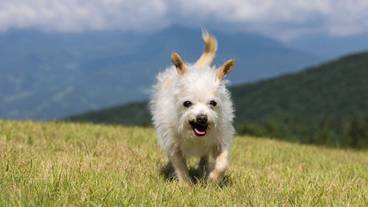 ペット同伴可 / 20