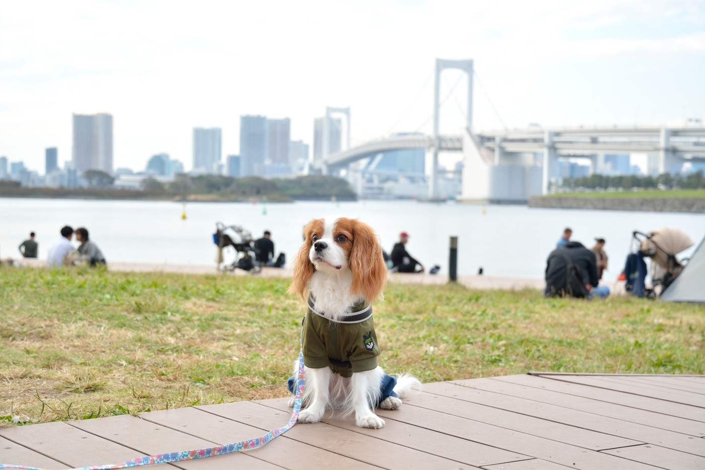 キャバリア(お台場海浜公園)