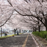行楽シーズンは茨城へ！首都圏からもアクセスしやすい桜まつり7選