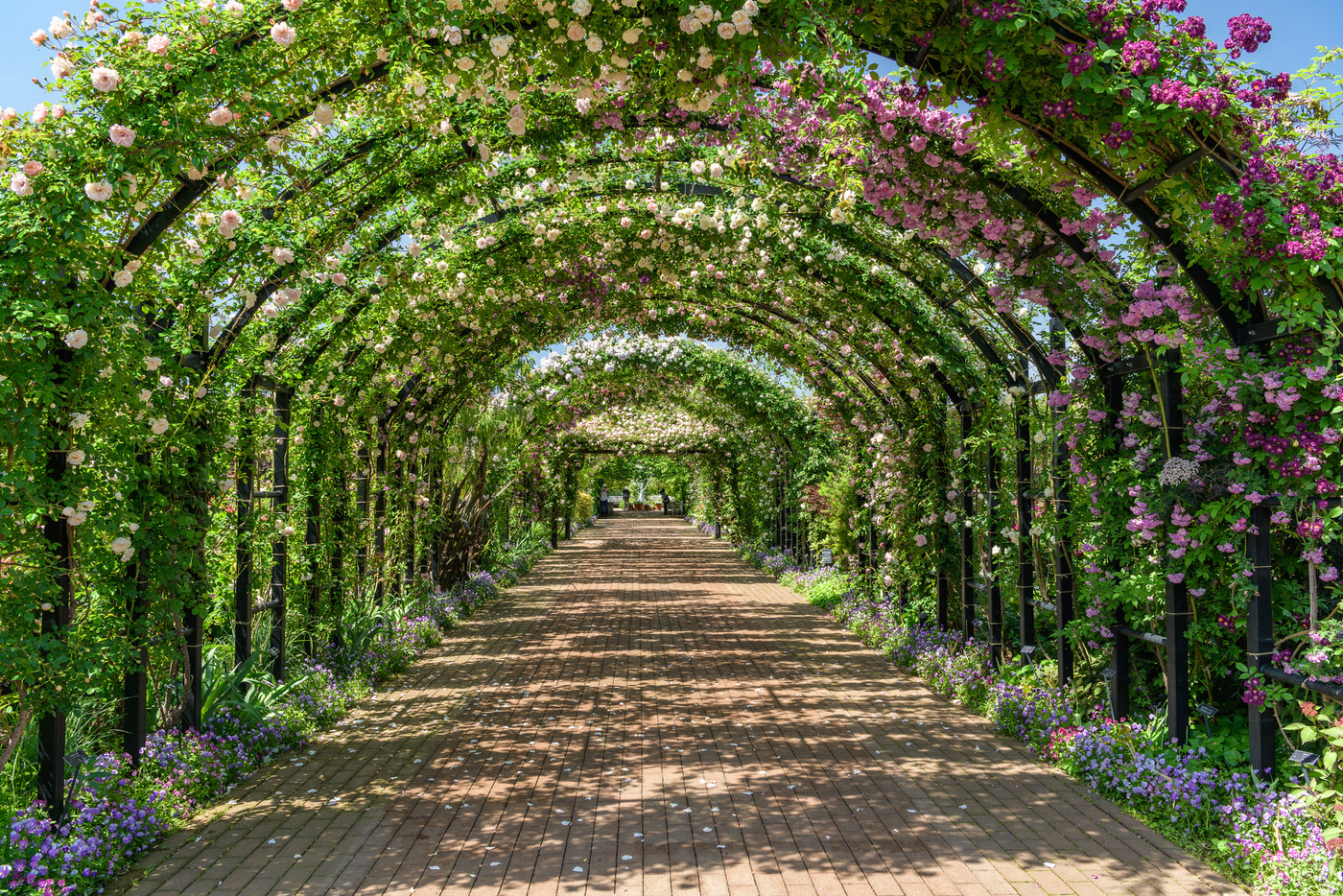 薔薇のアーチ: 横浜イングリッシュガーデン