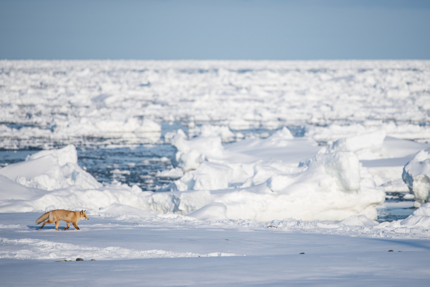 流氷とキタキツネ