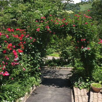 季節を感じるガーデンで、看板犬と戯れてみて♩3519536